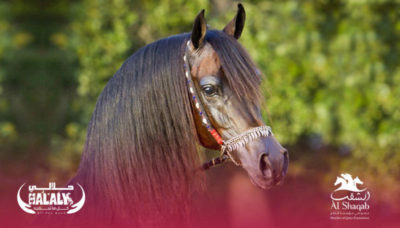 Al Shaqab Center for Arabian Horses